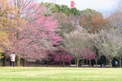 柏の葉公園も咲き始めました
