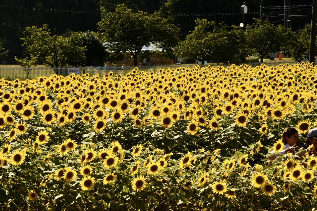 夏はヒマワリ