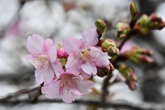 河津桜