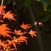 紅葉