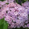 紫陽花