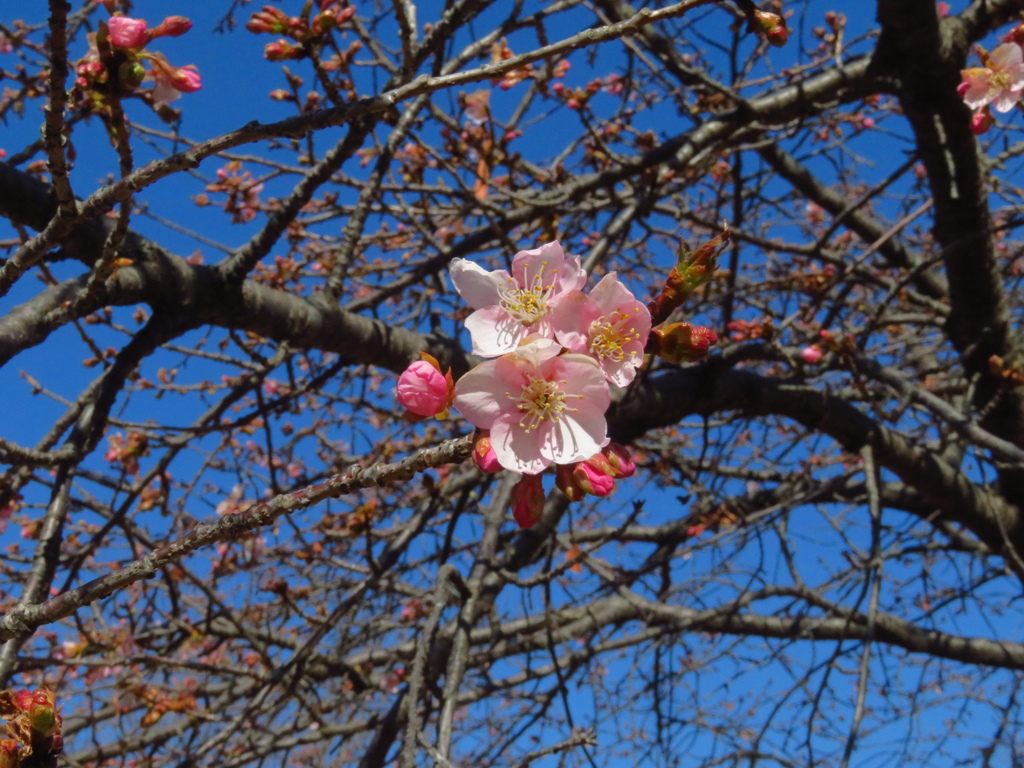 桜一輪