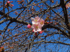 桜一輪