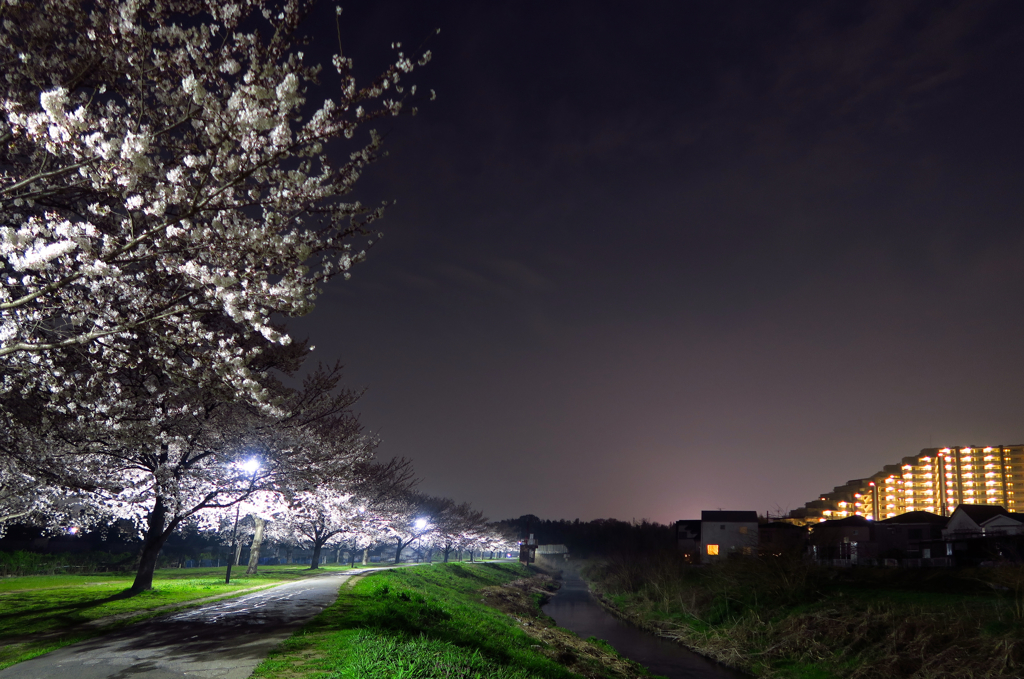 近所の夜桜