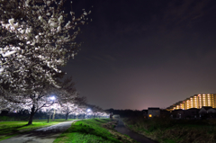 近所の夜桜