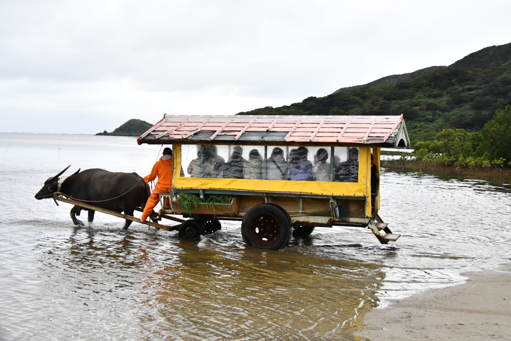 西表島から由布島に向かう水牛車