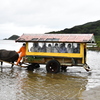 西表島から由布島に向かう水牛車