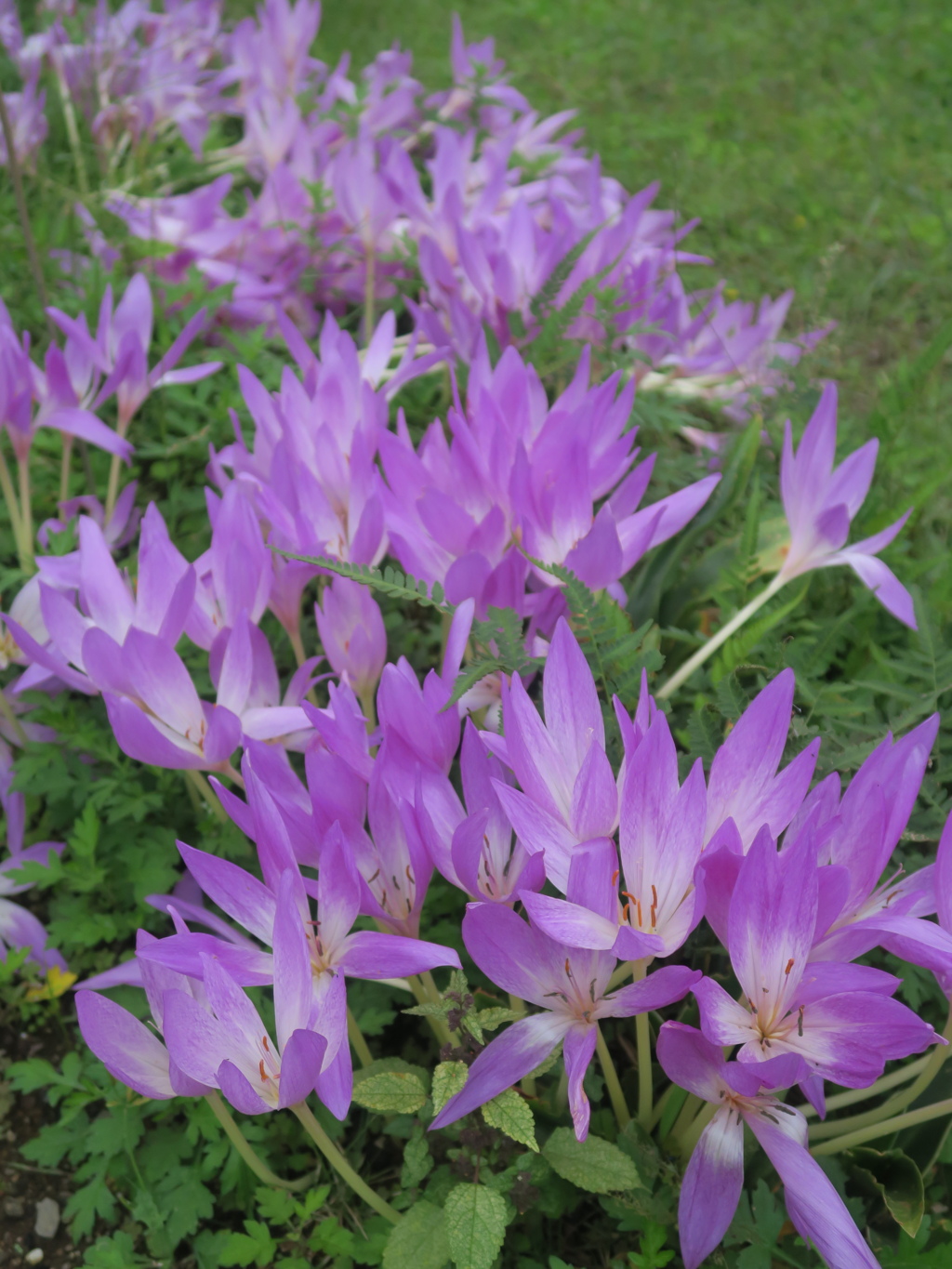 サフランの開花