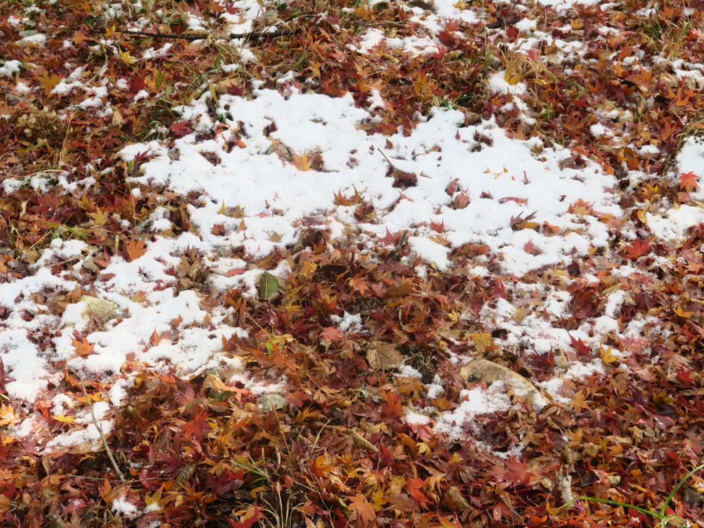 雪と紅葉