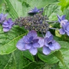 紫陽花