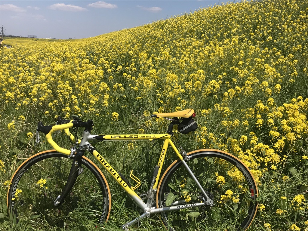 菜の花乱舞