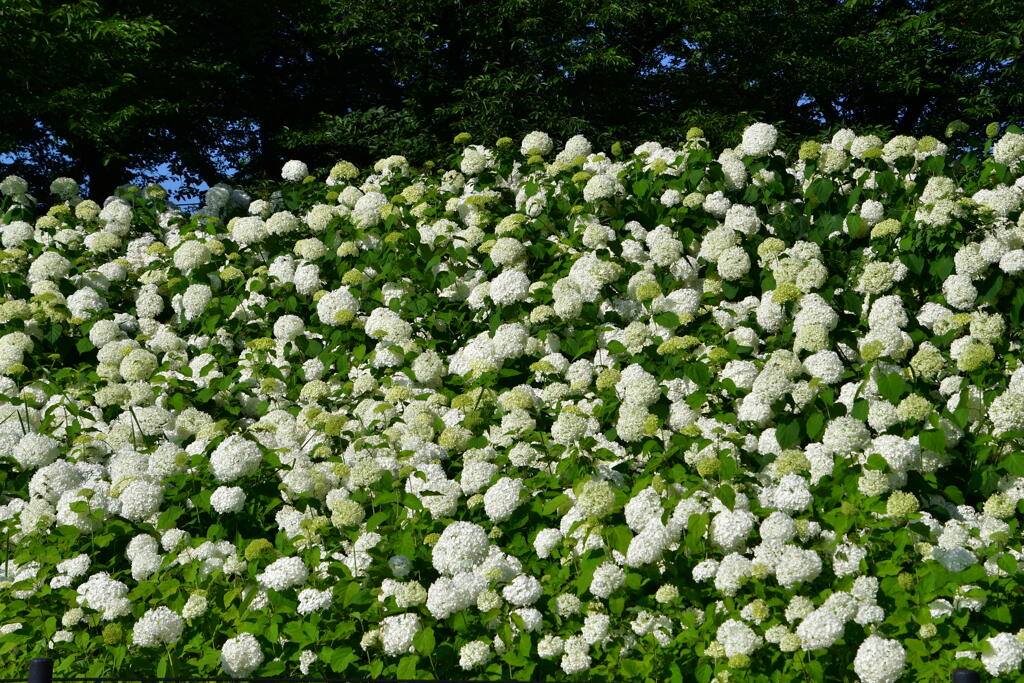 権現堂の紫陽花　２