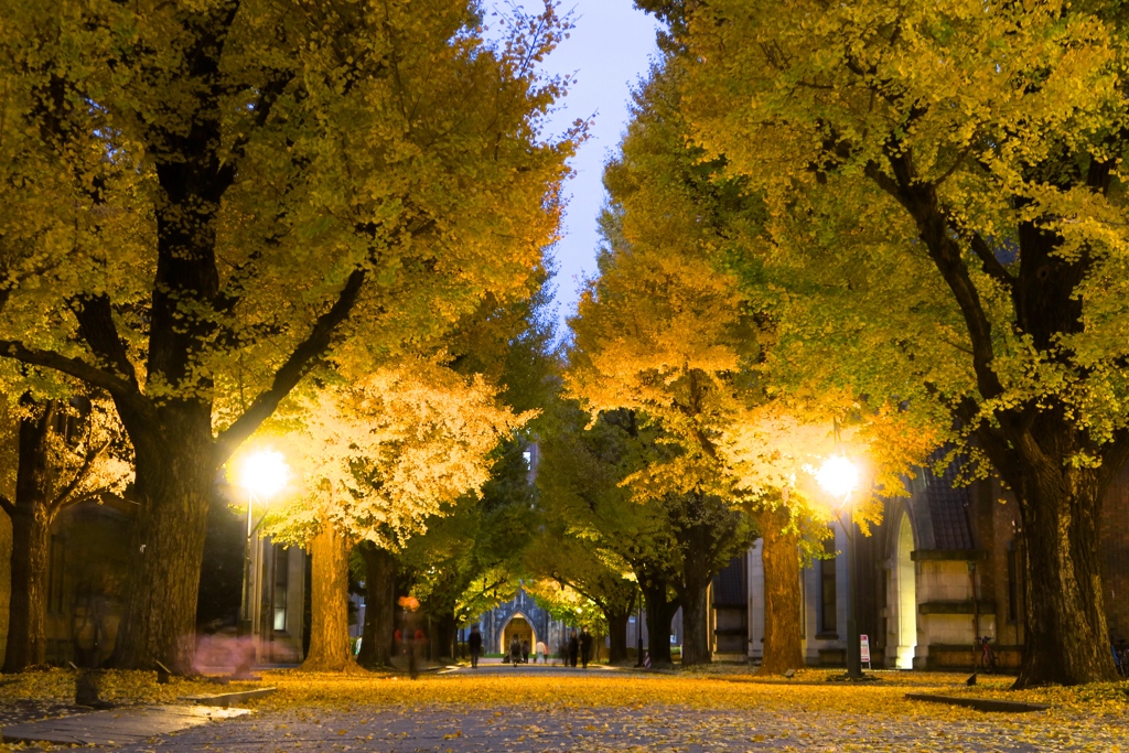 夕暮れの銀杏並木