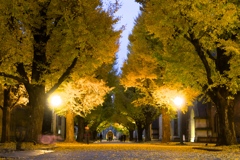 夕暮れの銀杏並木