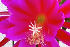 吸いこまれそうな紅
