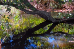 こんぶくろ池自然博物公園 