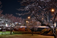 幹線道路脇の夜桜