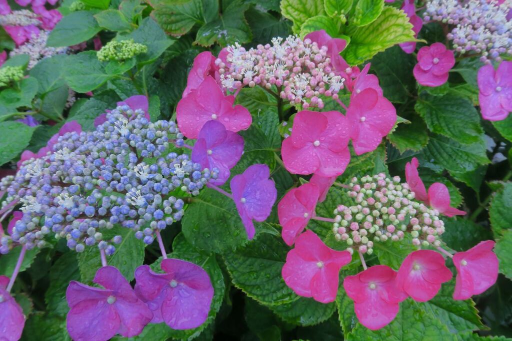 紫陽花の季節になりました