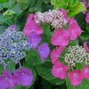 紫陽花の季節になりました