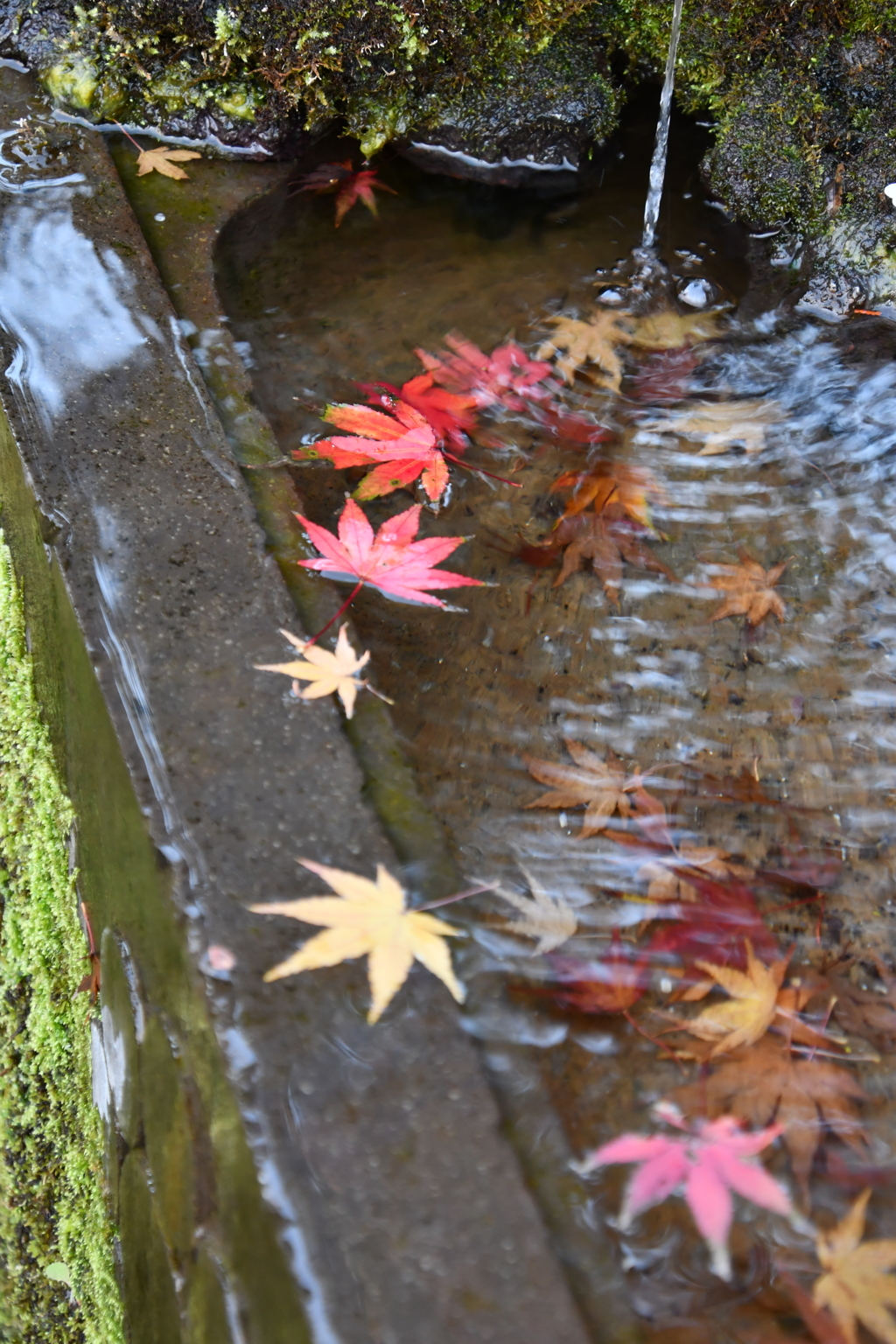 紅葉