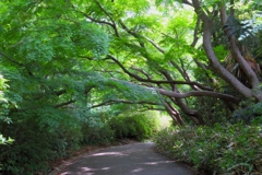 新緑のもみじトンネル