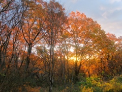 紅葉の森の夜明け