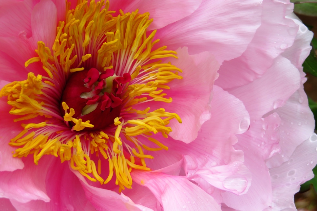 雨上がりの牡丹