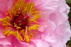 雨上がりの牡丹