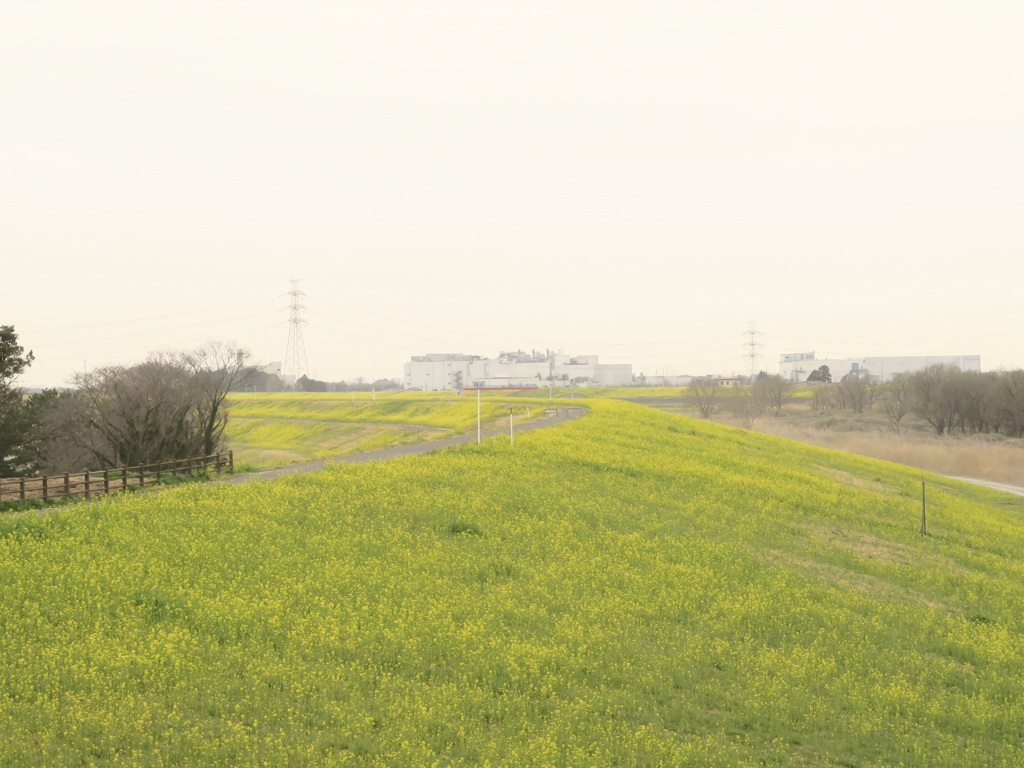 江戸川上流の菜の花