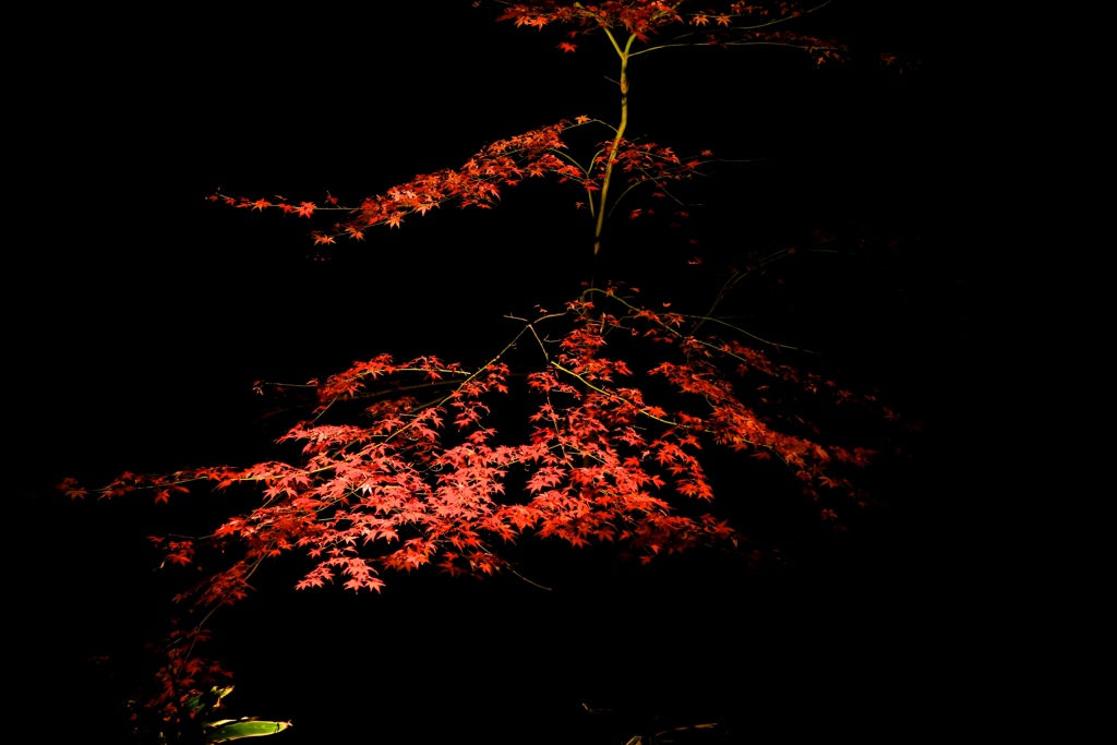 紅葉のライトアップ