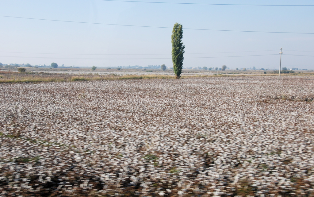 綿花畑　トルコ