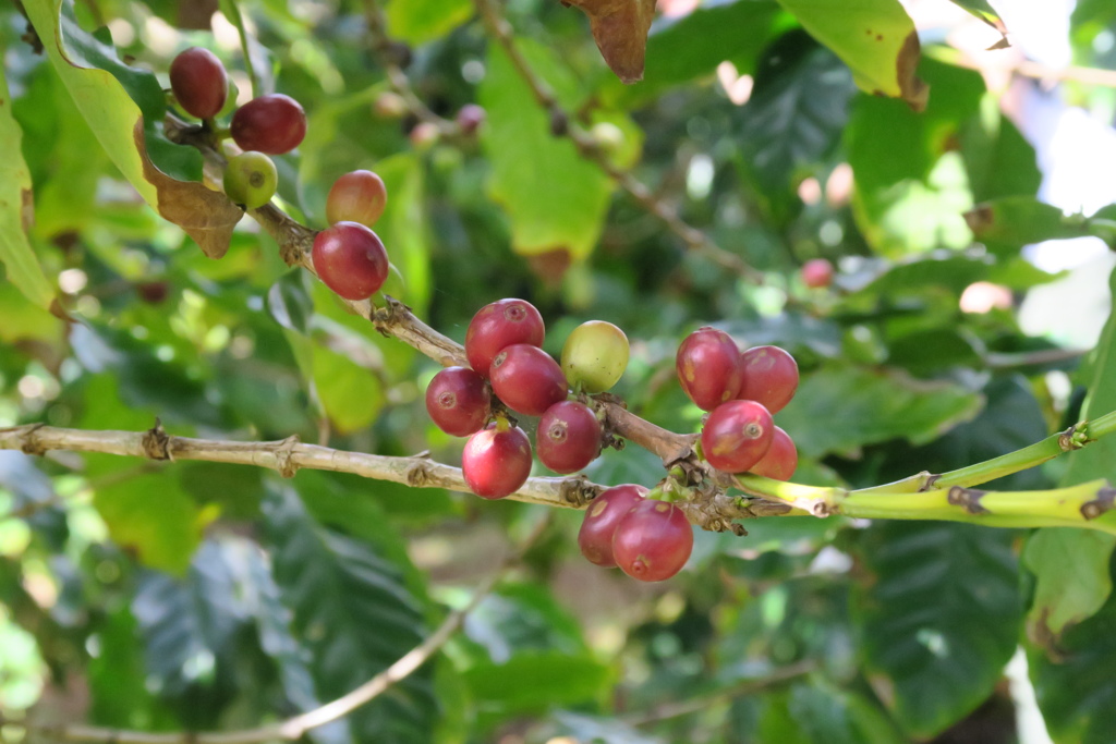 コーヒーの実