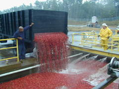 収穫したクランベリーの水洗