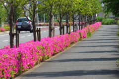 ツツジの植え込み