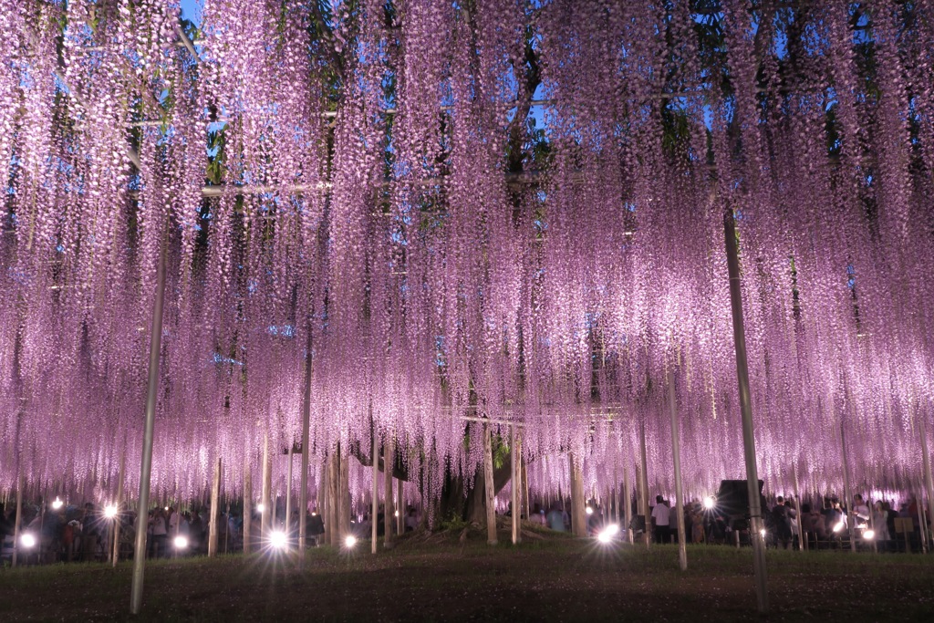 藤棚