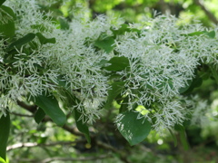 なんじゃもんじゃの花