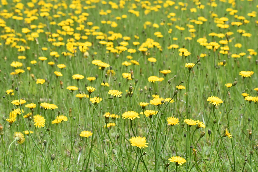 草花