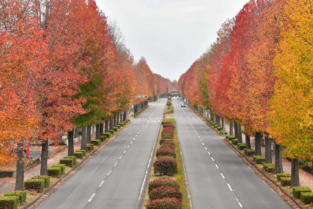 紅葉の街路樹