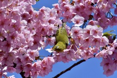 満開の河津桜とメジロ