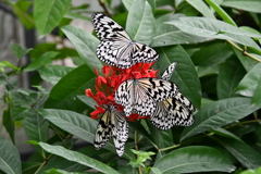 日本最大の蝶　オオゴマダラ
