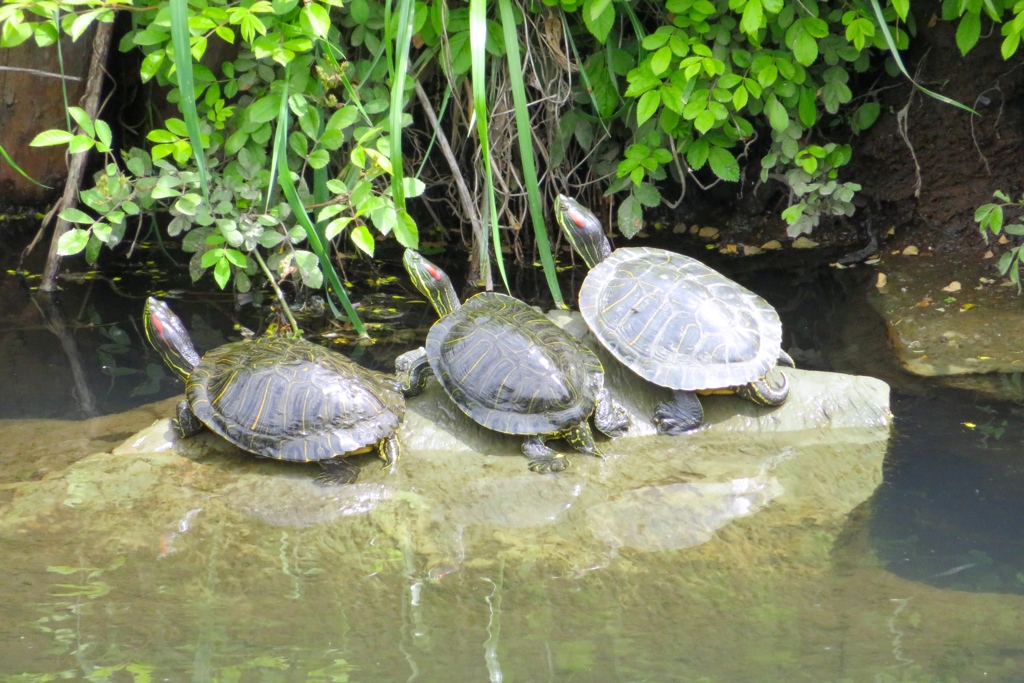 はい！　ポーズ！！