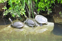 はい！　ポーズ！！