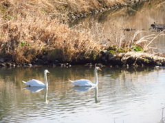 近所の小川