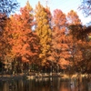 メタセコイアの紅葉