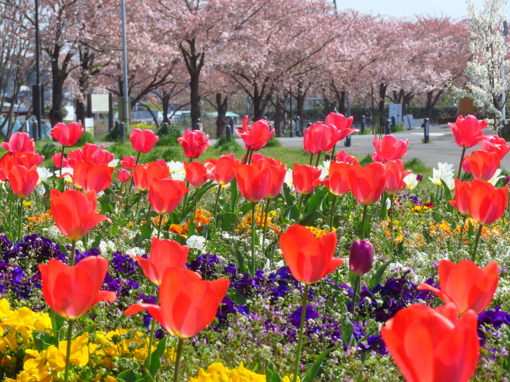 チューリップと桜