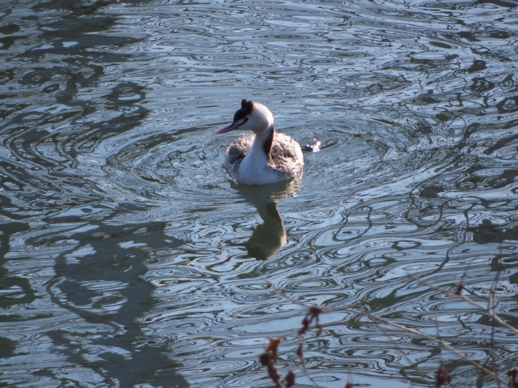 カンムリカイツブリ
