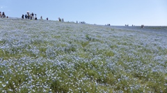 ネモフィラの丘