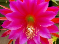 今年も咲きました