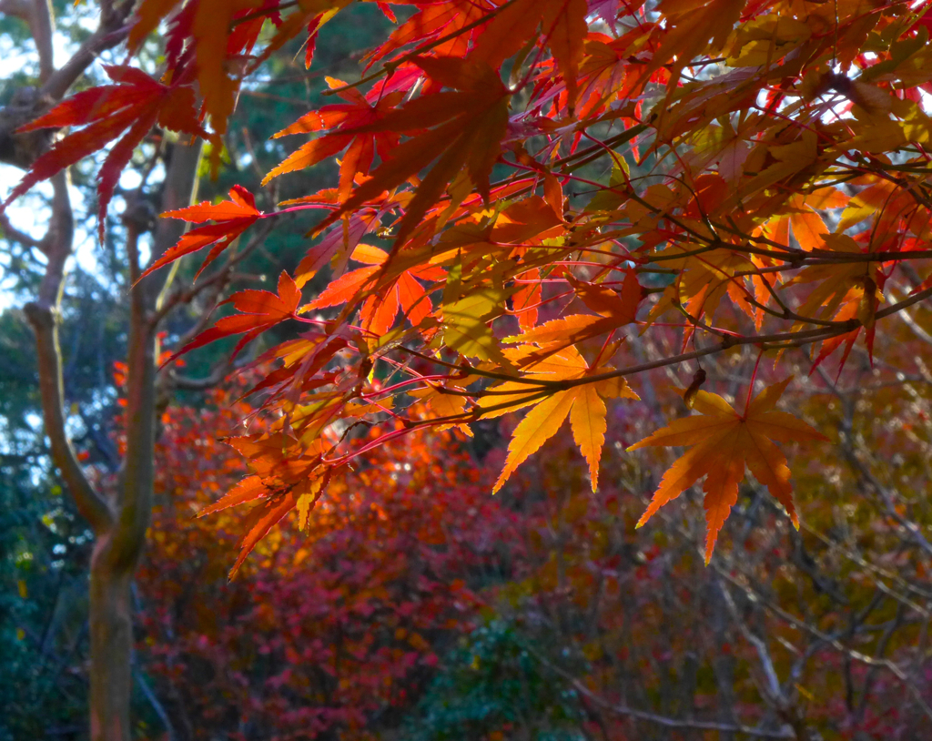 紅葉