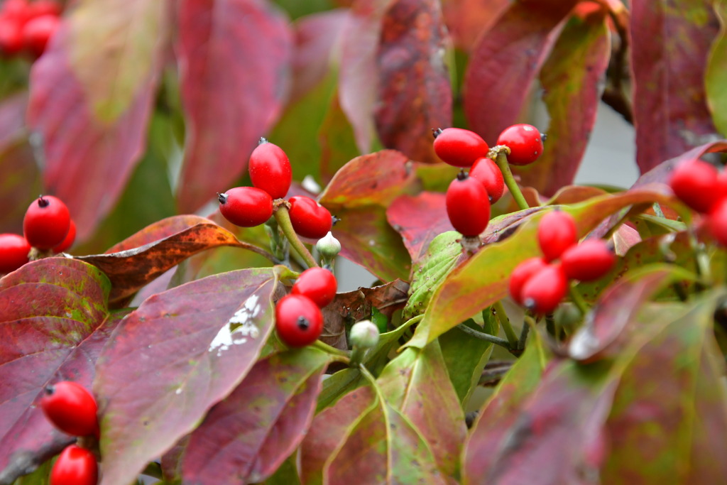 はなみずきの紅葉